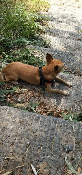 乡巴佬的照片
